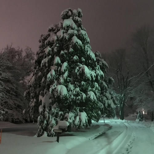 Hemlock Trees Heavy with Snow and the Road Before the Snow Plow - Winter at the Cabin
