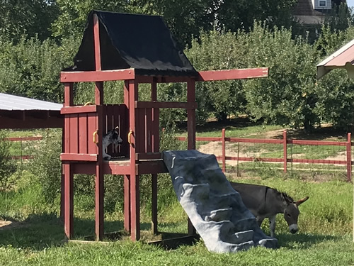 Goat and donkey enjoying the shade on a hot day at Grandad's Apples