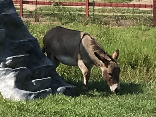 Miniature Donkey