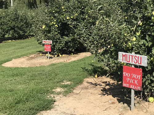 Mutsu Apples were not ready