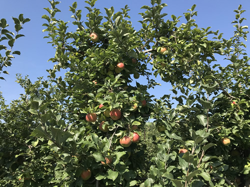 Grandad's Apples