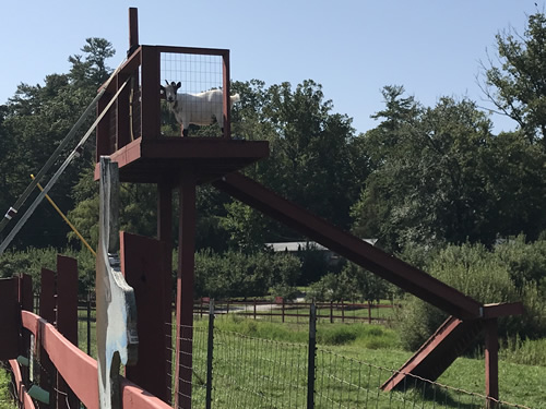 This goat was watching to see if we got him any kibble.