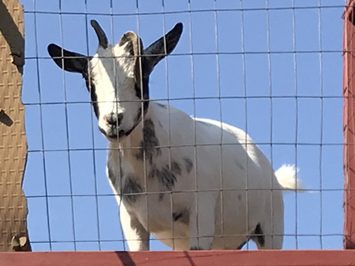 Goat at Grandad's Apples