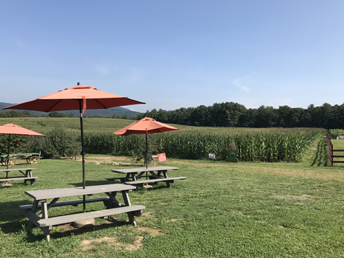 Picnic tables and the cornmaze (not ready yet) at Grandad's Apples