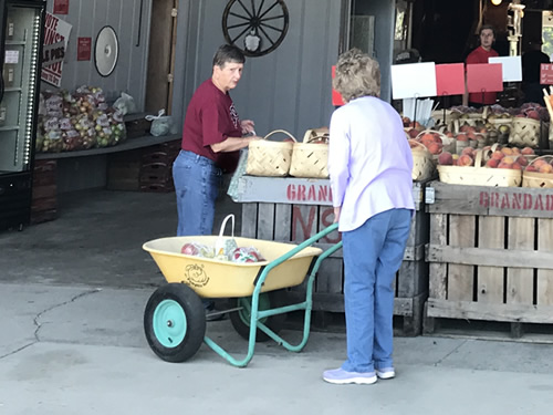 Grandad's Apples provides wheel barrows to show with.