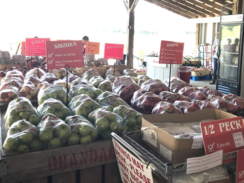 Gala, Honeycrisp, Ruben, Tsugaru, Jonagold, Golden Delicious, Red Delicious, Fuji and Shuzuka were ripe when we visited.