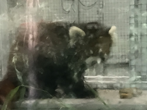 Phoenix, the boy Red Panda at the Western North Carolina Nature Center in Asheville, NC