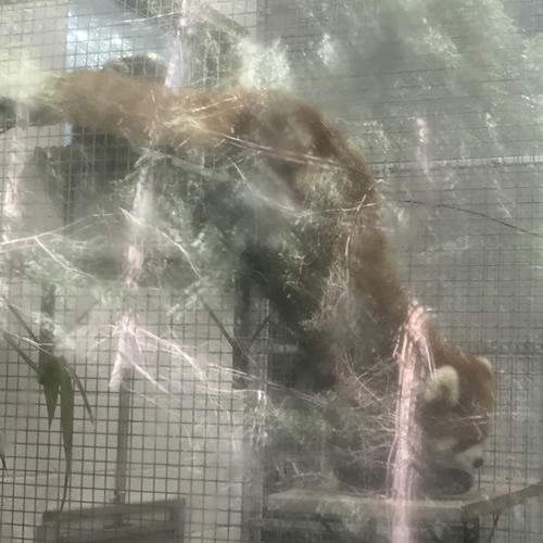 See how slinky and kinda cat-like the Red Pandas move?