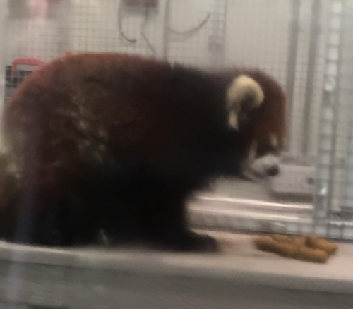 Red Panda having breakfast