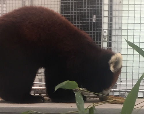 Red Panda having breakfast