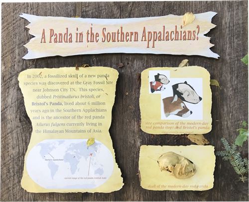 A Panda in the Southern Appalachians?