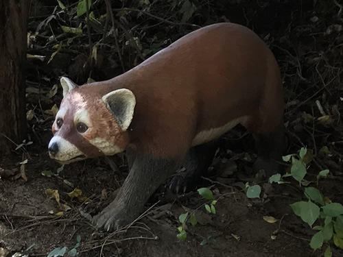 Bristol’s Panda Model