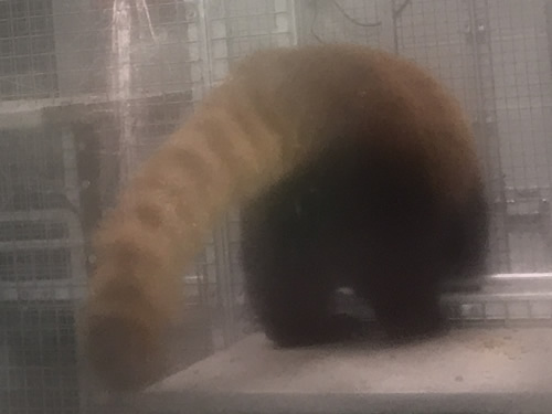 Leafa's Tail