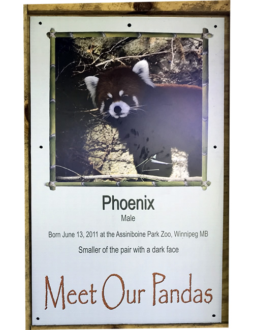 Meat Our Pandas: Phoenix
