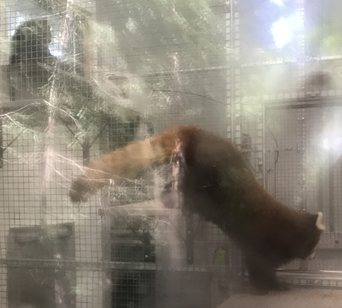 Leafa coming down for breakfast Phoenix is relaxing on the window sill