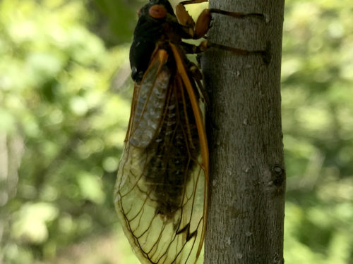 17 Year Periodical Cicada