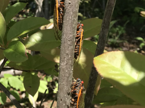 17 Year Periodical Cicadas