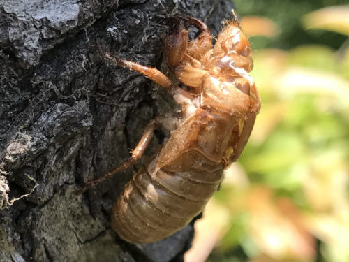 Cicada Exoskeleton See the front claws they use to dig to the surface?