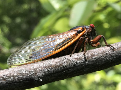 17 Year Periodical Cicada